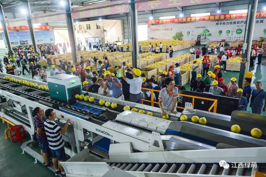 綠萌是柚子分選設(shè)備國(guó)家高新技術(shù)企業(yè)，可進(jìn)行重量、大小、顏色、瑕疵外觀視覺(jué)分選，無(wú)損檢測(cè)糖度，甜度，酸度、空心、浮皮、褐變、果肉損傷、霉心病等內(nèi)部指標(biāo)，提供智能全自動(dòng)柚子分選機(jī),柚子分選設(shè)備,柚子選果機(jī),柚子選果設(shè)備,柚子分級(jí)機(jī),柚子分揀機(jī),柚子大小稱重分選方案和價(jià)格,