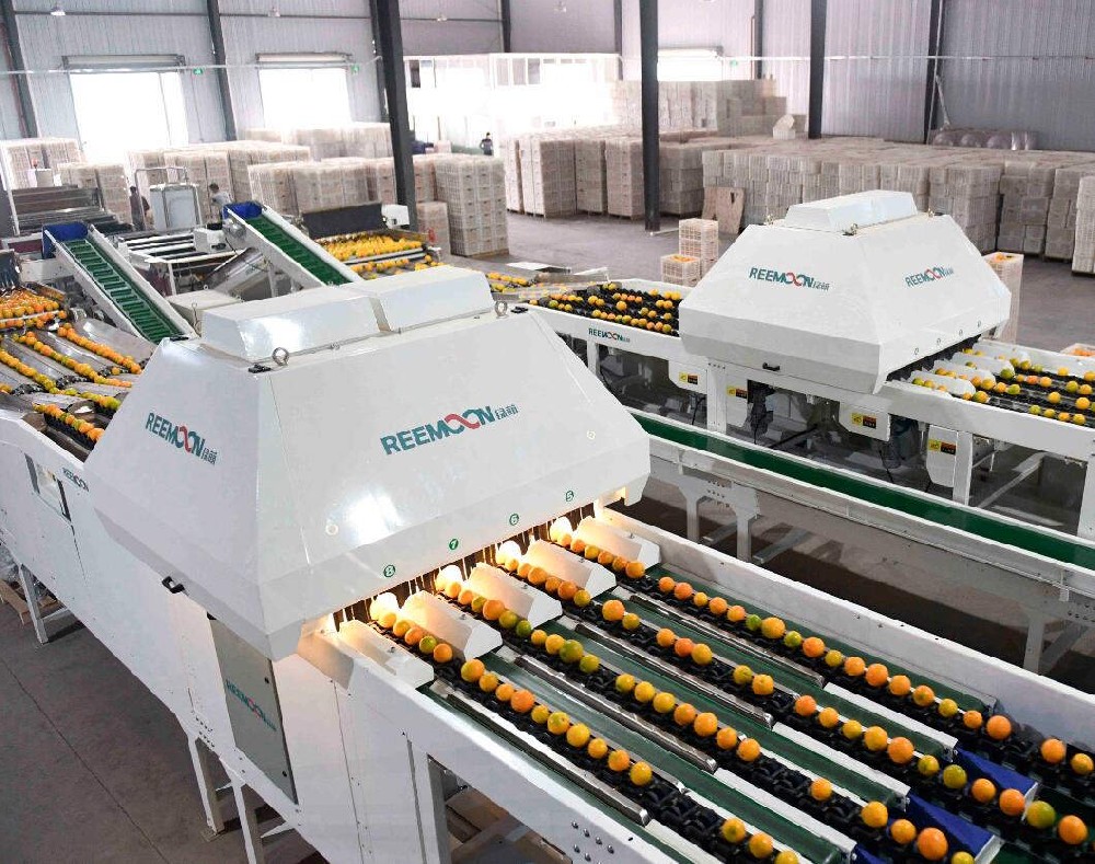 “日選400噸果，僅需100人，褚橙是這樣做到標準化的