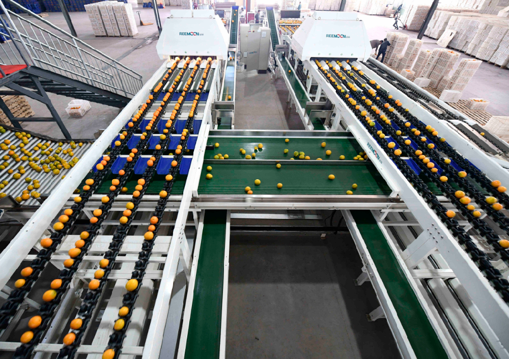 “褚橙背后的分選線，竟是“中國制造”！