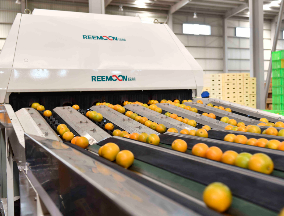 “橙皇-臍橙采后自動(dòng)化工廠案例