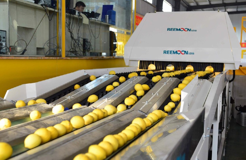 “匯達(dá)檸檬:打造中國(guó)檸檬領(lǐng)先品牌