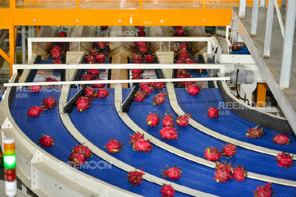 綠萌是火龍果分選設備國家高新技術企業(yè)，可進行重量、大小、顏色、瑕疵外觀視覺分選，無損檢測糖度，甜度，酸度、空心、浮皮、褐變、果肉損傷、霉心病等內(nèi)部指標，提供智能全自動火龍果分選機,火龍果分選設備,火龍果選果機,火龍果選果設備,火龍果分級機,火龍果分揀機,火龍果大小稱重分選方案和價格,