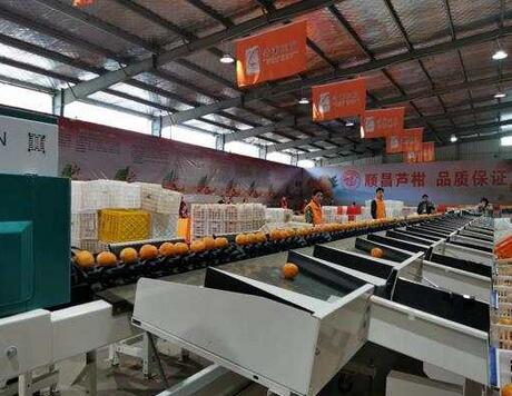 綠萌是柑橘智能分選設備國家高新技術企業(yè),對柑橘采后處理提供全套解決方案。綠萌柑橘分選機可進行大小重量分級、外觀顏色分選。提供全自動柑橘分選設備,柑橘選果機,智能柑橘分選機,全自動柑橘分選機,柑橘分級機,小型柑橘分選機，柑橘分級機,柑橘稱重分選機,柑橘重量分選機,柑橘大小分選機,柑橘顏色分選機,配套柑橘清洗機、柑橘洗果保鮮機、柑橘包裝機。更多柑橘分選方案報價,小型柑橘選果設備價格、柑橘分級機怎么樣、口碑好質(zhì)量好的柑橘選果機、了解高性能柑橘分選機多少錢,咨詢客服免費獲取