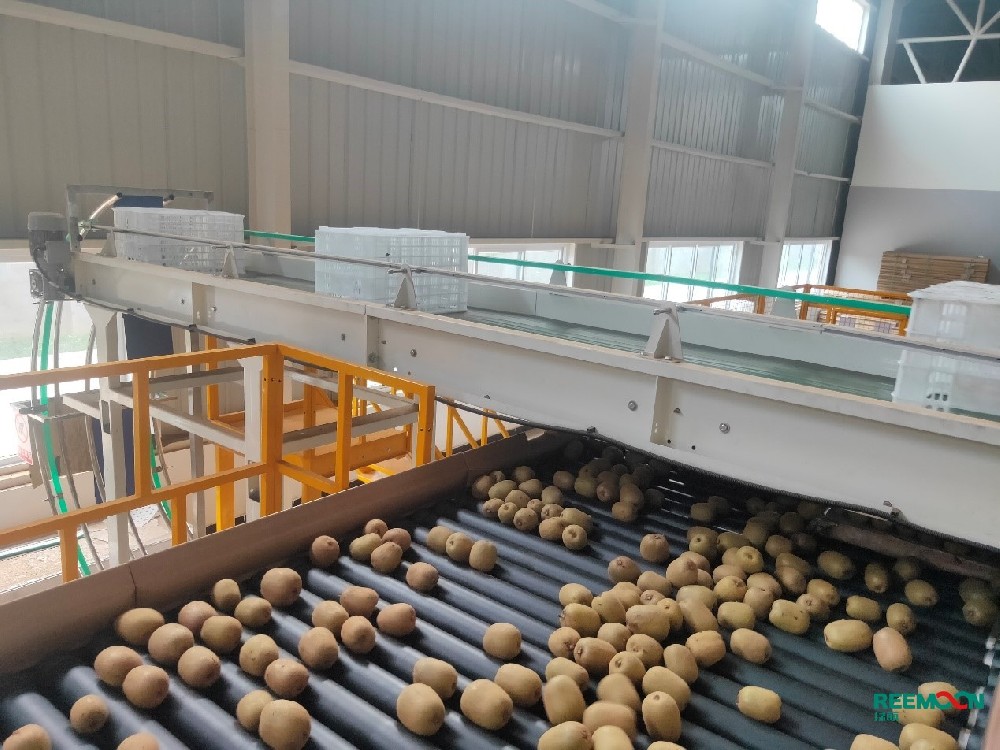 “綠之源引入綠萌獼猴桃分選線  提升獼猴桃附加值