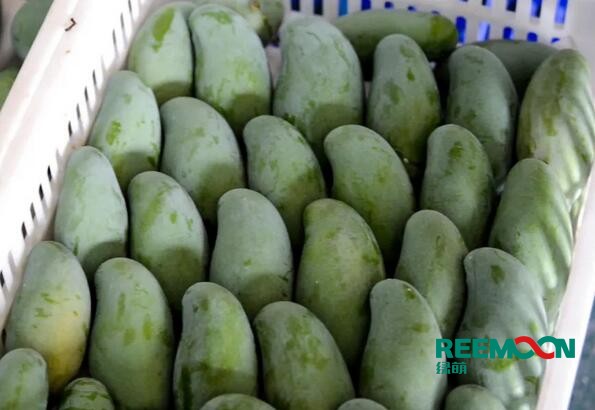 田東芒果是著名的熱帶水果，具有“熱帶果王”之美稱，田東縣土地肥沃、光熱充足、雨熱同季,是芒果栽培適宜的地區。田東縣百冠品牌的百色芒果，是廣西的著名商標。百色市百冠芒果生態谷種植面積達2.1萬畝，芒果產量大，隨著我國經濟形勢越來越好，人工費用逐年增加以及當地勞動力日漸短缺，芒果采后處理問題越來越突出，依靠