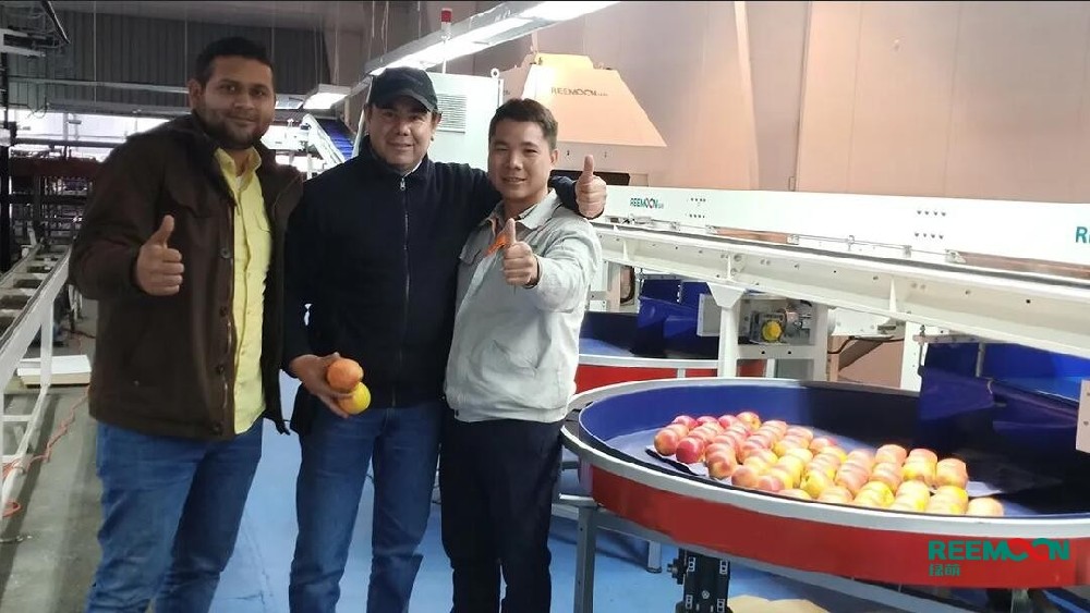 “智利Angrizano高度評價綠萌蘋果分選設備