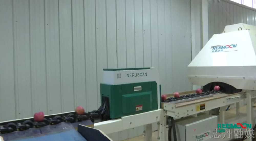 “陜西志丹蘋果：從“論斤賣”到“論個賣”?