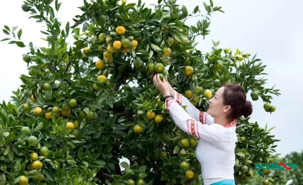 “云南華寧： 深山蜜桔進入智能化分選時代！