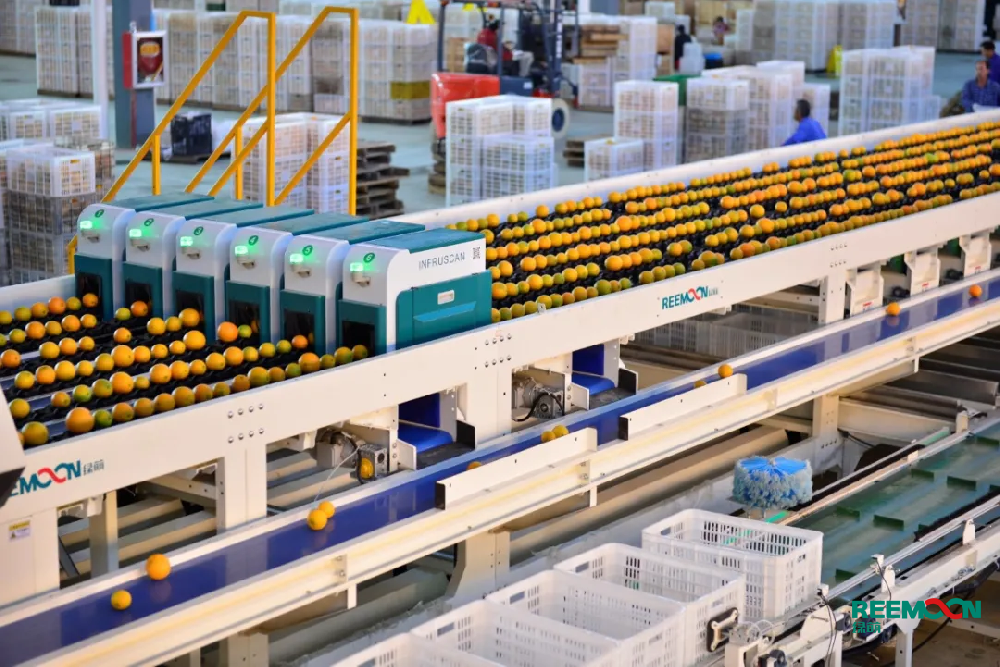 今日贛州市贛南臍橙協會公布贛南臍橙的正式采摘時間為11月10日，截止到2019年，贛州市臍橙種植面積163萬畝、產量125萬噸。打造贛南臍橙品牌產業，讓贛南臍橙走出去，是近年來贛州市的重點工作，樹立品牌的重點之一就是確保產品品質的穩定性。因此，臍橙的采后處理極其重要。綠萌臍橙分選線能夠對臍橙做精細化分選，針對臍橙