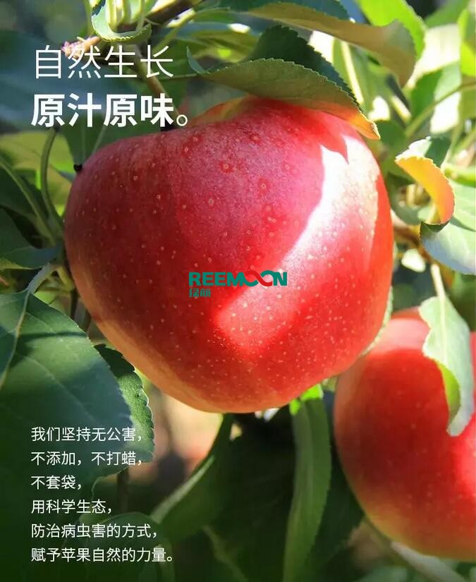 昭通蘋果：依靠短根莖種植和數(shù)字分揀技術(shù)帶動(dòng)蘋果產(chǎn)業(yè)標(biāo)準(zhǔn)化在推動(dòng)蘋果產(chǎn)業(yè)發(fā)展的過程中，昭通始終把加強(qiáng)企業(yè)領(lǐng)導(dǎo)力作為一個(gè)有力的切入點(diǎn)。為此，引進(jìn)陜西海生、SDIC中路、一寶、華師天農(nóng)等30多家企業(yè)，打造冷鏈物流市場，對蘋果進(jìn)行深加工，建立物聯(lián)網(wǎng)和大數(shù)據(jù)聯(lián)合應(yīng)用平臺(tái)，追蹤蘋果生產(chǎn)全過程。已成為華南地區(qū)最