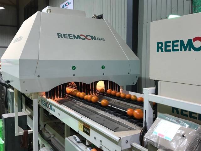 新平冰糖橙選果線馬力足！日處理量超過2000噸10月，是新平縣一年一度的柑橘采摘上市期。大選水果廠加班的目的只有一個(gè)：讓每一個(gè)“新平”橘子都以“最佳狀態(tài)”從山枝上送到消費(fèi)者手中。重視質(zhì)量控制引進(jìn)高端柑橘選果機(jī)為了迎接一年一度的“大考”，位于水塘鎮(zhèn)的新平哀牢潘橙果業(yè)有限公司的選果廠已經(jīng)很