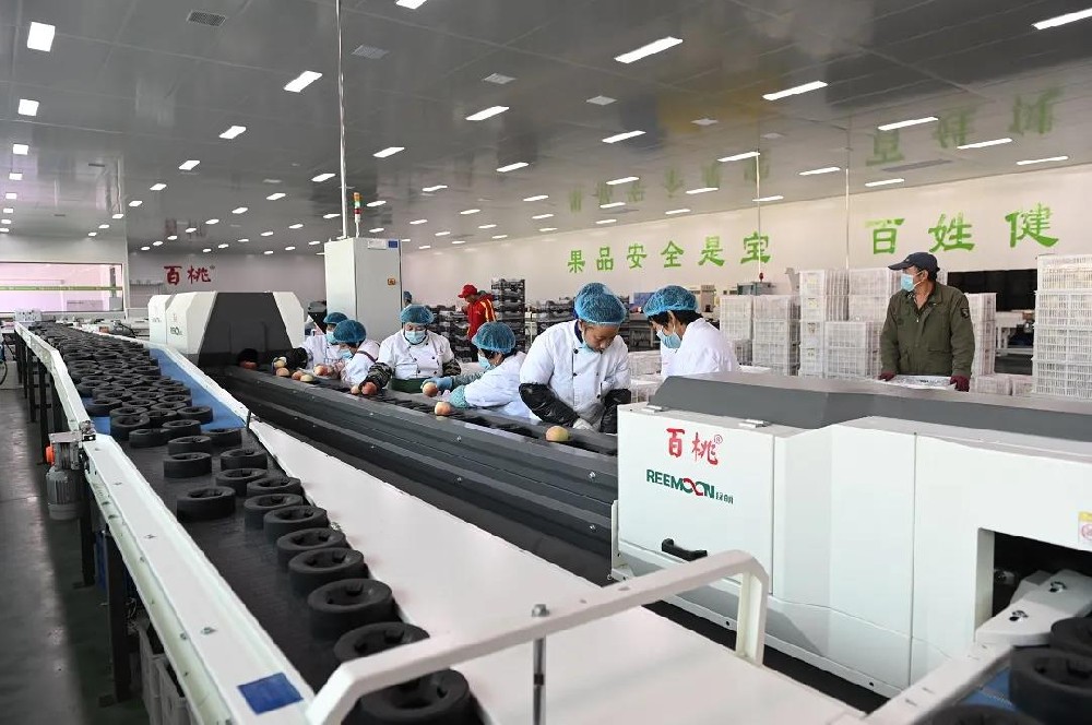 百桃有機(jī)蜜桃經(jīng)綠萌精準(zhǔn)分選身價(jià)28元一個(gè)，斬獲歐洲入場券金龍山農(nóng)業(yè)合作社在成立之初，立志打造最具品牌價(jià)值的有機(jī)晚熟蜜桃生產(chǎn)基地，產(chǎn)出的蜜桃注冊了“百桃”商標(biāo)。為了打響“百桃”品牌，合作社聘請了多位林果專家和技術(shù)員，對園區(qū)土壤改良和種植進(jìn)行全程指導(dǎo)。引進(jìn)了先進(jìn)的、適宜本土的科學(xué)技術(shù)對蜜桃進(jìn)行培育種植。百