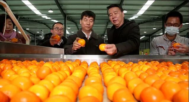 綠萌分選設備助力來賓柑橘實現標準化走向世界 名特優農產品（圣鮮果業）產銷對接發車儀式。 12月17日，來賓市舉行名特優農產品（圣鮮果業）產銷對接發車儀式，首批125噸優質砂糖橘、沃柑從來賓市國家現代農業產業園出發，運往新加坡、韓國、印度尼西亞及深圳等國內外市場。 名特優農產品（圣鮮果業）的沃柑。 當前正值