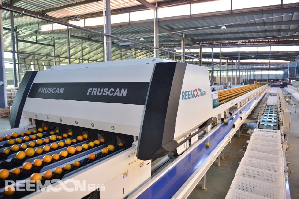 俗話說：“一分錢一分貨”，果品要賣個好價錢，就要在嚴格分級分等上下一番功夫。若果子分級分等不嚴格，那么整批貨源就會因優(yōu)劣混裝而只能按“劣等”果品降級處理。假若把一級果、二級果混裝在一起，那么整車貨就不能賣成一級果的錢，而只能是賣個二級果的價，這樣就把一車好果子都當(dāng)作一般果子賣掉了。實際上，我國