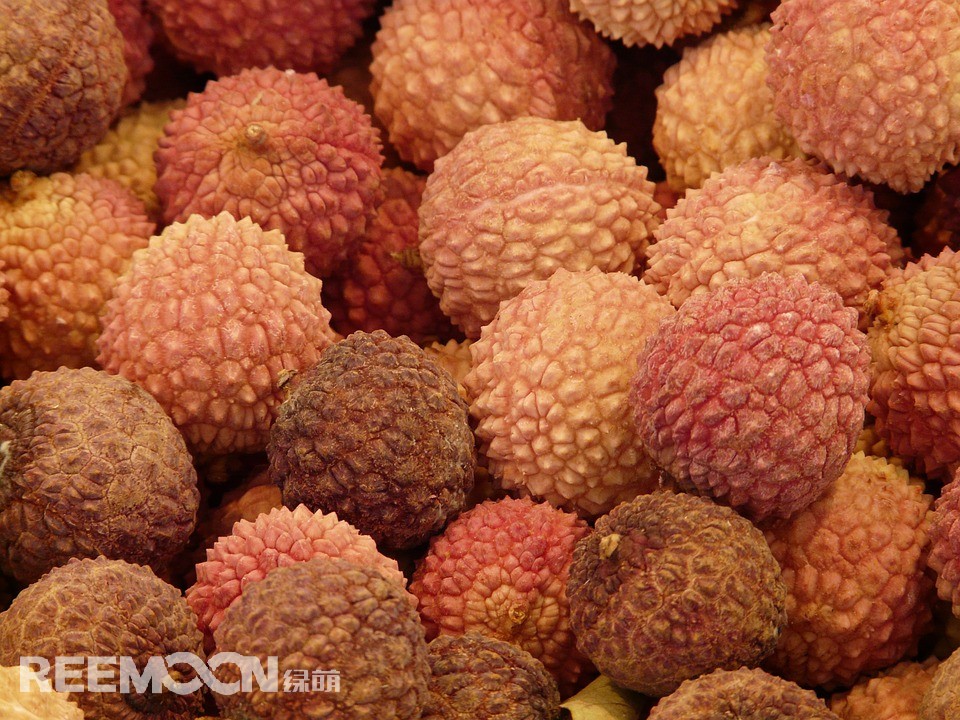 綜合多家媒體報道，今年荔枝主產(chǎn)區(qū)廣東高州、海南海口、廣西玉林等地荔枝花全面盛開，長勢喜人，有望在2020年這個荔枝大年之后又接大年。今年1月初連續(xù)兩場寒流正中荔枝花芽分化所需，特別是為中晚熟荔枝的成花奠定了基礎(chǔ)。今年，廣東高州地區(qū)荔枝成花率達九成以上，且早、中、遲熟品種全面成花，為喜歡不同口味的消費者帶來