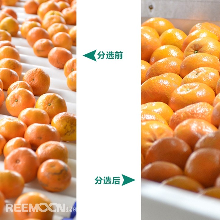 桂林興安引入綠萌沃柑智能分選線，給沃柑“做CT”，實現(xiàn)自動化、智能化分揀，讓效率翻一番、效益翻一番。嚴格把控沃柑品質(zhì)，持續(xù)為消費者輸送質(zhì)量穩(wěn)定的成品。
