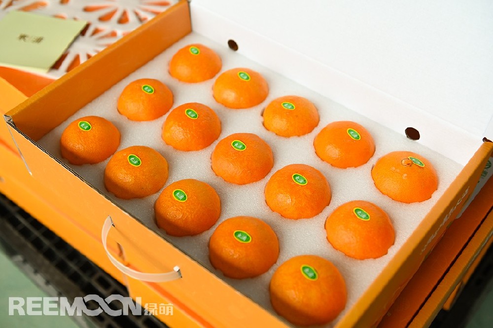 紅美人——曾經論個賣，賣到百元一個,由此，“紅美人”也獲得了橘中“愛馬仕”的稱呼。原產于日本愛媛縣的紅美人，是雜交了數代的柑桔新品種；人氣非常高，精品要賣到130元一顆……浙江，是中國引種紅美人較早的地方，浙江東浦農業在2014年種植紅美人130多畝，全部都是按照設施栽培的。由于地處沿海地區，在土壤方面營養比較