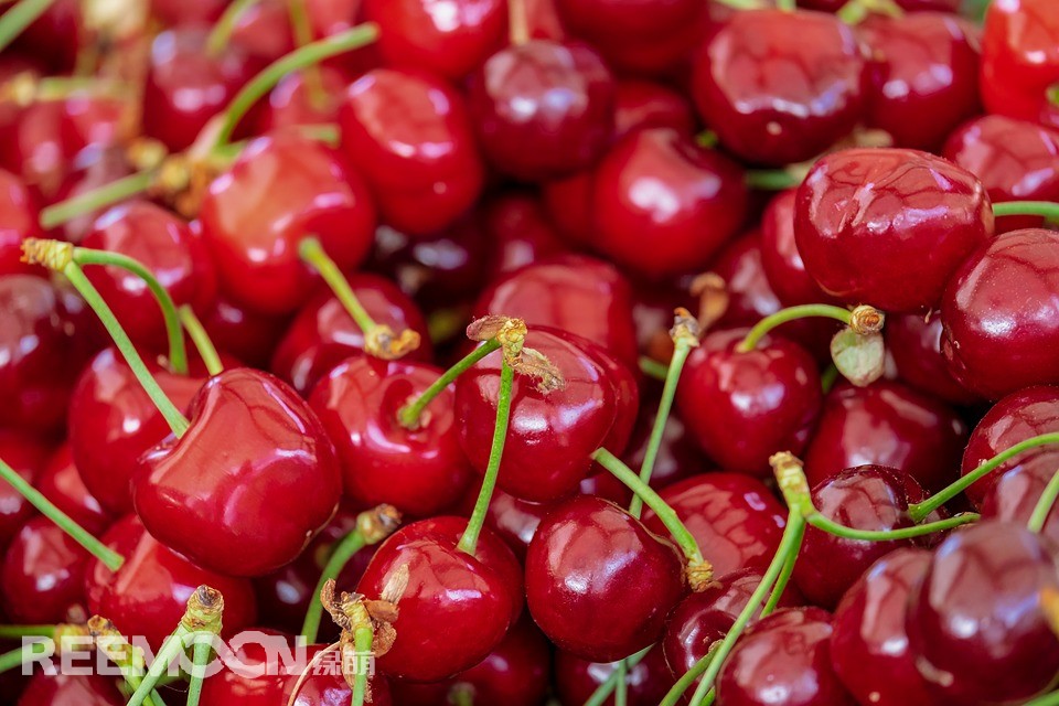 近日，國內科學家發布科研新進展，采摘后的甜櫻桃通過短波紫外線處理后，營養富集程度會有明顯改善。該研究由中國農業科學院鄭州果樹研究所果品營養與功能團隊完成，相關研究結果發表在《采后生物與技術（Postharvest Biology and Technology）》上。短波紫外線是一種簡單、安全、無污染的水果采后處理方法。通過短波