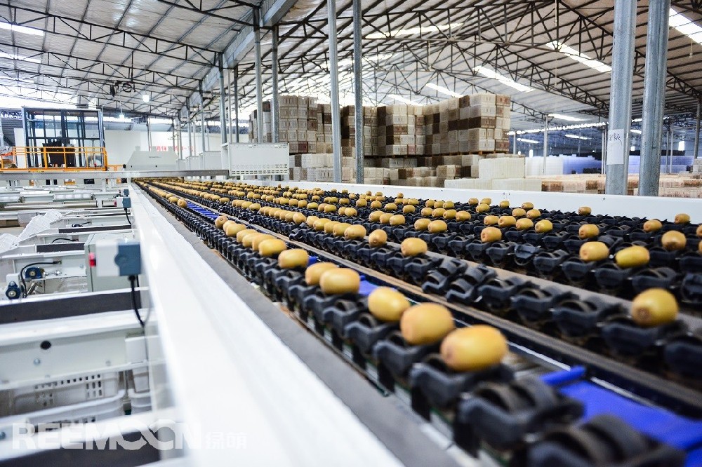 疫情給果蔬行業帶來了巨大挑戰，智利獼猴桃生產商CCF公司通過視頻，在供應商江西綠萌科技控股有限公司的幫助下，自行安裝調試完成了一整套分選設備?！?019年，我受綠萌邀請到智利Agrizano包裝廠參加他們的新分選設備的演示”，CCF公司董事、智利獼猴桃委員會成員Felipe Espinosa說?！澳鞘俏业谝淮魏途G萌正式