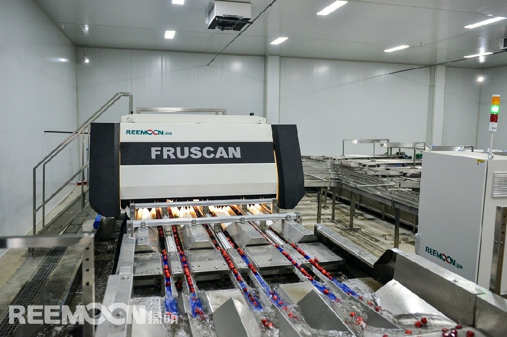 據(jù)東北新聞網(wǎng)報(bào)道，大連市櫻桃已經(jīng)進(jìn)入上市高峰期，從3月20日開(kāi)始，每天至少有超過(guò)40萬(wàn)斤的大連大櫻桃銷往全國(guó)各地。據(jù)從事多年果業(yè)物流的瓦房店櫻桃“大王”吳明果業(yè)總經(jīng)理介紹：大連大櫻桃已經(jīng)覆蓋了幾乎全國(guó)所有一二線城市市場(chǎng)，特別是京津翼地區(qū)和長(zhǎng)三角市場(chǎng)。吳明果業(yè)經(jīng)營(yíng)的櫻桃在規(guī)模上，穩(wěn)居全國(guó)第一，將