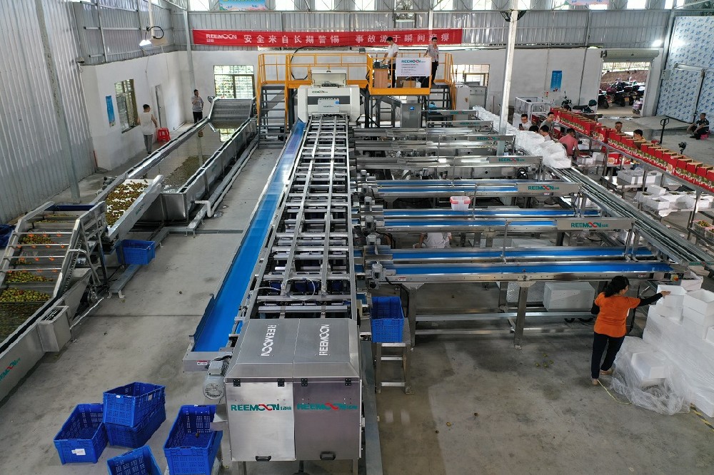 五月的盛夏熱浪襲人，廣東的荔枝也陸續上市。作為“嶺南四大佳果”之一的荔枝，自古征服中原美食家的味蕾。荔枝雖美味，但不易貯藏保鮮?，F今，作為廣東荔枝的主產區，廣州增城區、茂名高州市、茂名電白區先后引進國內技術先進的荔枝智能標準化分選線，解決荔枝預冷保鮮、人工分選效率低、缺乏標準化等問題，通過采
