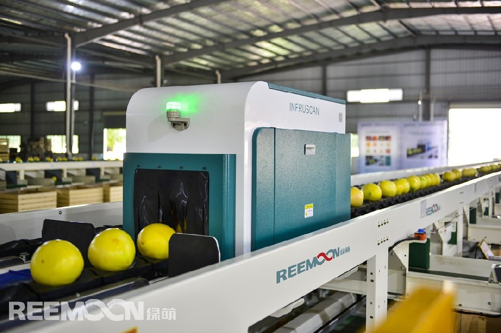 目前，我國(guó)是世界最大柚類(lèi)主產(chǎn)國(guó)和消費(fèi)國(guó)，柚類(lèi)產(chǎn)業(yè)總產(chǎn)值超過(guò)千億元，已經(jīng)成為我國(guó)南方地區(qū)農(nóng)業(yè)農(nóng)村經(jīng)濟(jì)發(fā)展的重要支柱產(chǎn)業(yè)之一。近年來(lái)，我國(guó)柚果發(fā)展情況良好，但仍存在些許問(wèn)題，柚類(lèi)產(chǎn)業(yè)化程度低、生產(chǎn)配套設(shè)施有待完善、商品化處理程度低。柚果消費(fèi)以傳統(tǒng)生鮮消費(fèi)為主的情況下，可從市場(chǎng)破解柚果產(chǎn)業(yè)發(fā)展之難，從市場(chǎng)