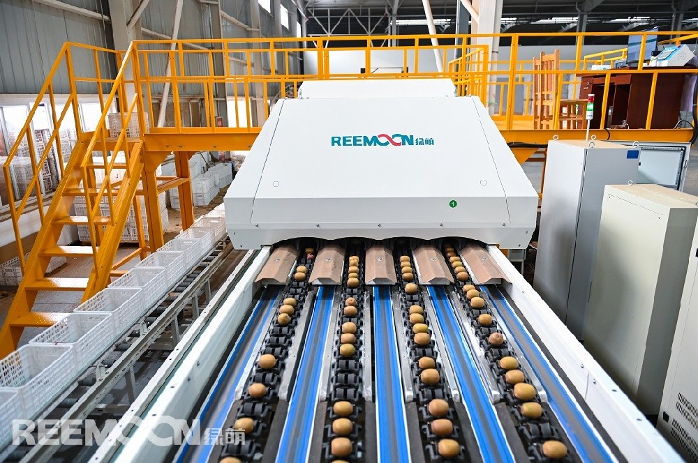 獼猴桃市場展望：發展前景良好20世紀，獼猴桃在世界范圍興起，我國獼猴桃發展也十分迅速，產量穩居世界第一，獼猴桃已經逐步成為市場主流水果。我國獼猴桃產量雖位居全球第一，但進口卻呈逐年增加的趨勢，由此可知我國獼猴桃產量存在極大缺口，需要從國外進口以彌補缺口，這充分表明整個產業有著良好的發展空間與前景，及在