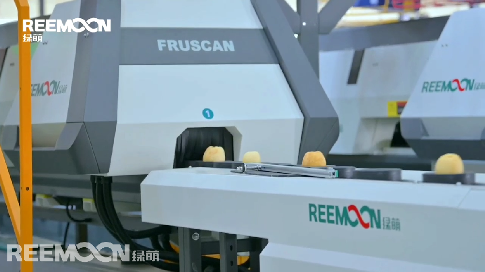 山東櫻聚緣農(nóng)業(yè)科技發(fā)展股份有限公司，成立于2013年4月，是一家從種苗研發(fā)繁育，到蘋果種植，再到蘋果深加工的省級農(nóng)業(yè)產(chǎn)業(yè)化龍頭企業(yè)和國家高新技術(shù)企業(yè)。走進櫻聚緣的加工車間，一條專門為櫻聚緣明星產(chǎn)品“威海金”而研發(fā)定制的綠萌呵福式蘋果智能自動化分選線映入眼簾。“威海金”挨個躺在分選線上的果杯內(nèi)，逐一進行綠萌