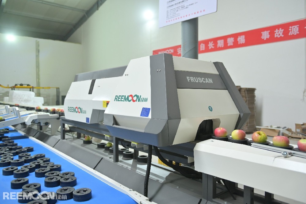 山東榮成正宇農場老板王炳海王炳海又擴面積了。今年正宇農場新種600畝，從最初的不到1000畝擴大到2000余畝。而且新建園的規格明顯提升。原先是依勢而建，現在是全部推平。行距更寬，立柱更密，連拉地錨的鋼筋都粗了一圈，彰顯著“掙錢了”的土豪氣息。“還是種‘維納斯黃金’？”我疑惑地問道。他是我見過的少數幾位上