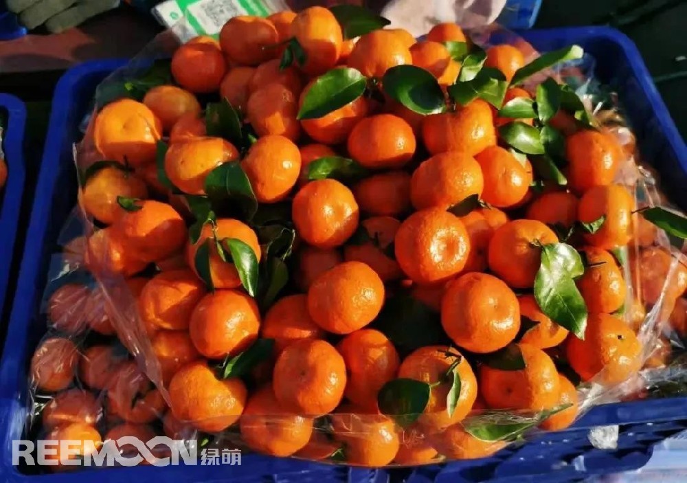 12月14日，新發(fā)地市場(chǎng)砂糖桔批發(fā)價(jià)是2-4元/斤，比上周同期（12月7日）3.3-5.5元/斤下降59.46%；比去年同期的2.5-4.5元/斤下降14.28%。每年新發(fā)地市場(chǎng)內(nèi)砂糖桔的銷(xiāo)售期從當(dāng)年10月下旬開(kāi)始至來(lái)年4月結(jié)束。現(xiàn)在市場(chǎng)銷(xiāo)售的砂糖桔主要來(lái)自廣西賀州、來(lái)賓、西林縣等地區(qū)，還有少部分來(lái)自廣東茂名及四會(huì)。由于近期砂糖桔逐步進(jìn)入上