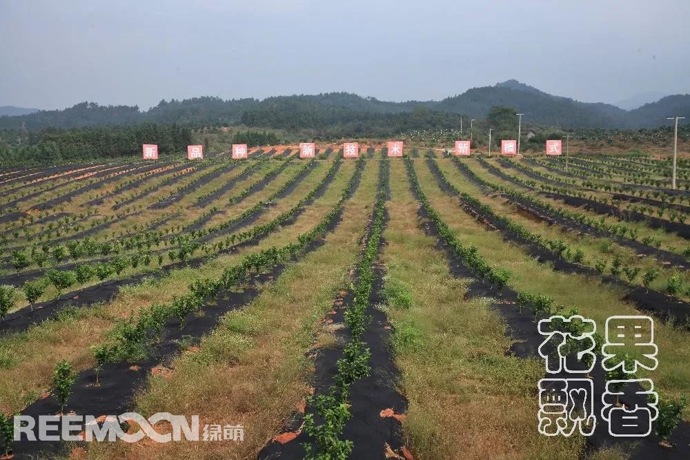1641546248202074.jpg 江西奔象在南豐新建的“金秋砂糖橘”基地.jpg