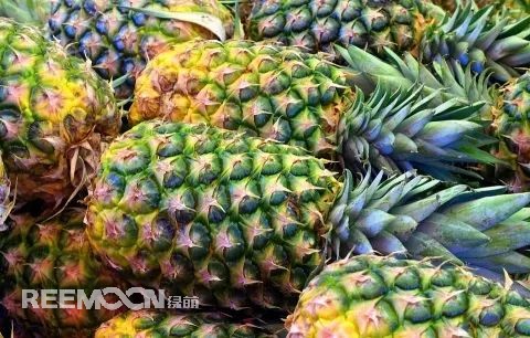 即將到來(lái)的3-5月是菠蘿大量成熟的季節(jié)，但是本月中旬已有幾十家采購(gòu)商應(yīng)邀前往徐聞考察，帶動(dòng)起一波菠蘿采購(gòu)潮。2月12日，徐聞縣向全球采購(gòu)商發(fā)出《來(lái)自“菠蘿的海”的信》引發(fā)熱烈反響。十多家境內(nèi)外媒體紛紛轉(zhuǎn)發(fā)點(diǎn)贊，不少外地采購(gòu)商“搶鮮”登門(mén)。短短3天時(shí)間，已經(jīng)有來(lái)自遼寧、山東、山西、陜西、四川、河南、上海等地的