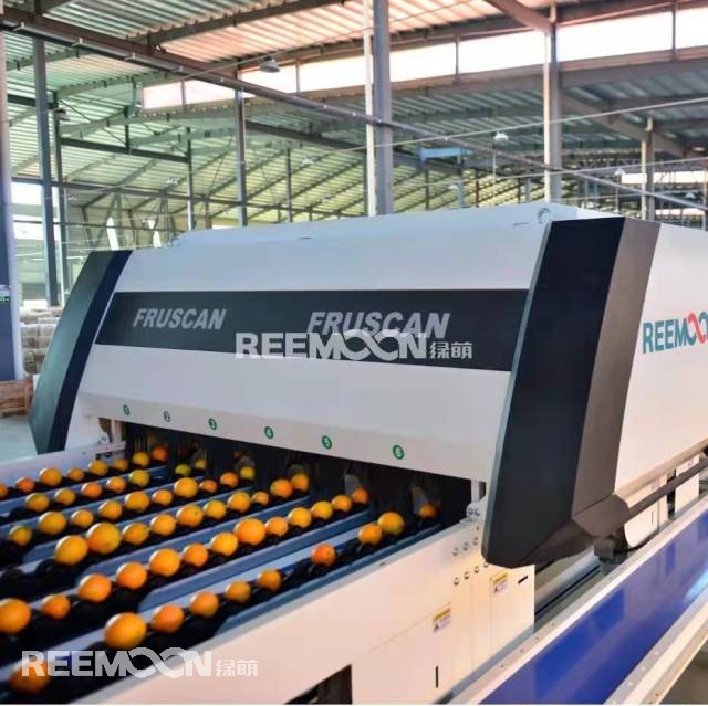 智能化分揀可以做到何種程度？水果果徑可以精確到毫米，重量可精確到0.5克，這是江西綠萌科技控股有限公司（以下簡稱“綠萌”）給出的答案。在廣東德慶，一筐筐柑橘通過標準化處理運往全國各地，色澤鮮艷、窩底完整、表皮光滑、個頭均勻、口感最佳，增強了“德慶貢柑”品牌軟實力；在廣西興安，一顆顆沃柑通過數字化光譜分選