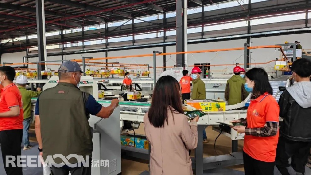 機器人上料、水洗、烘干、內部品質檢測、裝箱……伴隨著菠蘿分選設備 “繁忙喧鬧”的運行景象，2022年廣東“菠蘿的海”百千田頭直播開鑼暨全球采購商大會在廣東徐聞RECP菠蘿國際交易中心同步進行。廣東省徐聞縣地處中國大陸最南端，被稱為“中國菠蘿之鄉”， 有“菠蘿的海”美譽，全縣種植面積達35萬畝，年產量約70萬噸，被