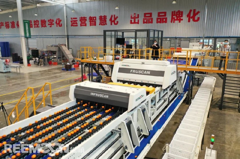 沃野千里綠,果園萬木春。在南寧正欣農業的長平沃柑果園內，一壟壟果樹整齊地排列于地頭，一顆顆成熟的沃柑在綠葉的映襯下，顯得格外鮮艷誘人。采摘人員在果園內來回穿梭，忙著將成熟的沃柑摘下、裝箱。據悉，該果園的每一顆沃柑都利用GPS定點種植，采用寬行窄距的種植模式，在便于機械化操作的同時，確保每顆沃柑都能充分享