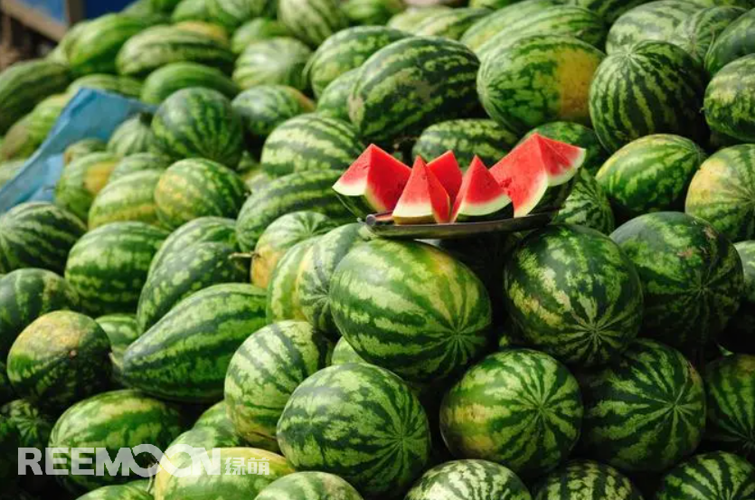 1652516353150475.png 西瓜.png