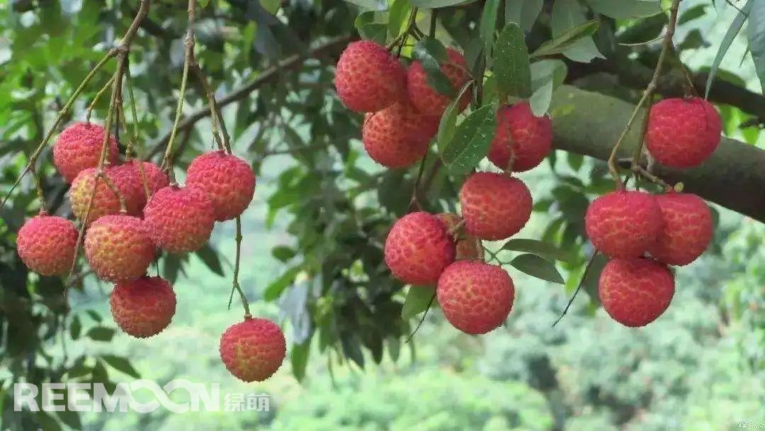 1652516441556894.jpg 3.jpg