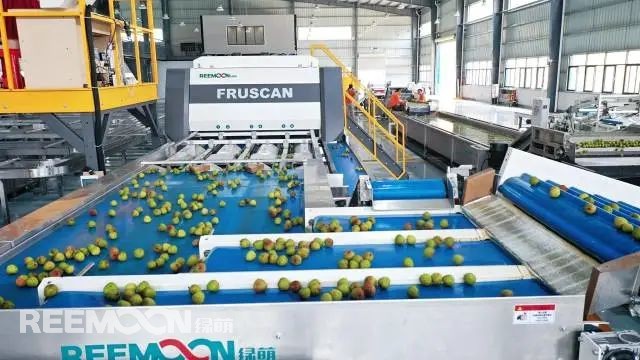 一箱箱青紅相間的妃子笑整齊排列等待分選，箱子翻轉后準確地落入清水中，清洗、3-5度冷水預冷保鮮、按照不同標準分選打包，經冷鏈配送后精準地送至不同需求的人手中。這里是廣東省茂名市高州小蜂嗡嗡數字農業產業園。每日都有大量的荔枝在這里經分選、包裝好后運往全國各地。跨界農業搭建橋梁拓渠道“我以前是做家電的，在九