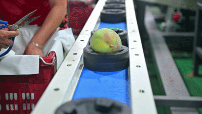 1663029790762063.gif 芒果3.gif