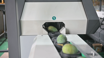 1663029826107873.gif 芒果4.gif