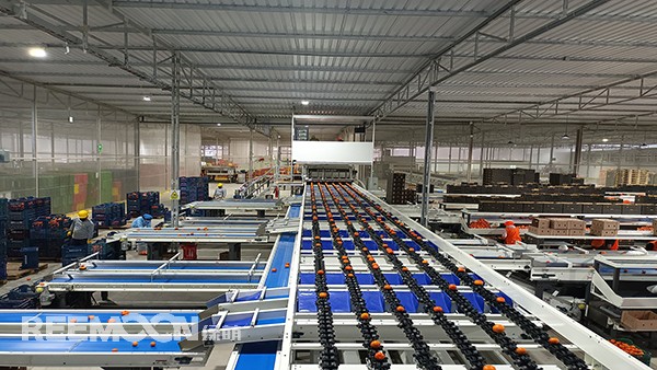 秋意漸濃, 橘香四溢。秘魯最大的冷庫(kù)制造商Friopacking投資新建的加工廠里熱鬧不凡，綠萌Fruscan S7柑橘分選設(shè)備正火力全開。據(jù)悉，F(xiàn)riopacking投資的公司Packing del Carmen主要加工柑橘和牛油果。與綠萌的結(jié)緣也是得益于南非與智利客戶的大力推薦。在經(jīng)過與多家分選設(shè)備生產(chǎn)商比對(duì)以及與綠萌工程師溝通后，Packing del Ca