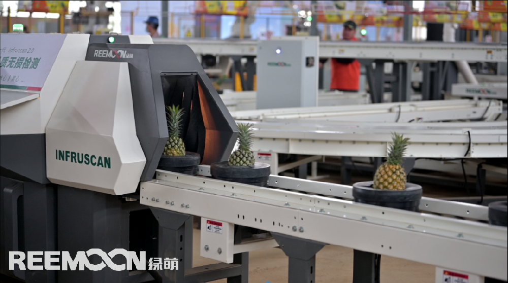 “徐聞喊你吃菠蘿，果蔬分選技術為徐聞菠蘿品牌建設錦上添花