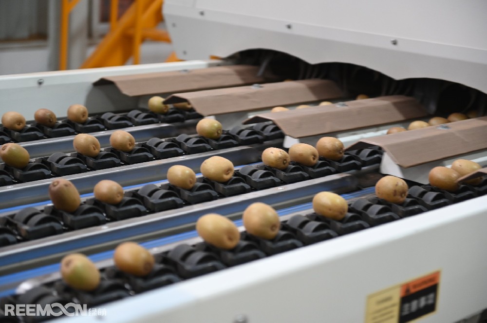 陜西周至縣南依秦嶺，北臨渭水，日照充足，雨水充沛，土壤肥沃，周至獼猴桃細膩多汁、酸甜可口，周至縣也是世界公認的獼猴桃最佳優生區和最大的生產基地之一。近年來，周至縣大力發展獼猴桃產業，獼猴桃已發展成為周至縣全面推進鄉村振興的特色主導產業。以陜西楊氏農業發展有限公司（以下簡稱“楊氏農業”）為典型的企業，