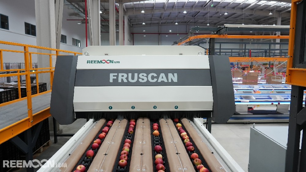 8月的烏蒙山區(qū)，沉甸甸的蘋(píng)果掛滿枝頭，這里是云南省昭通市魯?shù)榭h，中國(guó)南方優(yōu)質(zhì)蘋(píng)果的生產(chǎn)基地。這里地處烏蒙山區(qū)腹地海拔1950米至2200米，被譽(yù)為“蘋(píng)果之城”。低緯度、高海拔的高原氣候類型，是蘋(píng)果最佳種植區(qū)。光照充足，土質(zhì)肥沃，晝夜溫差大，產(chǎn)出的蘋(píng)果色澤鮮艷、甜酸適度、肉質(zhì)細(xì)膩、鮮嫩多汁。眼下，正是昭通蘋(píng)果大