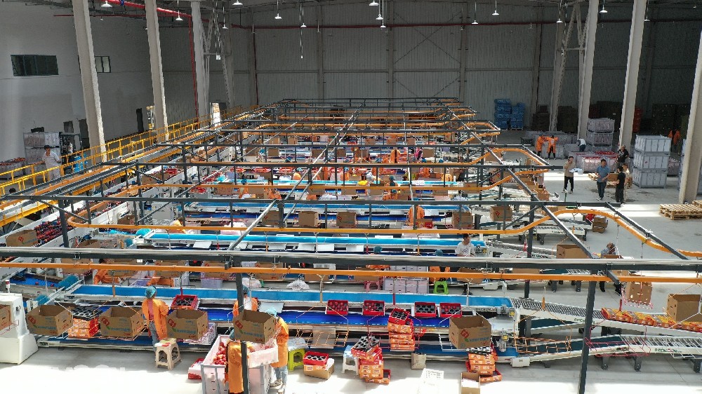 文來源：新華社記者：孫敏綠萌果蔬分選，贊1 ?*視頻來源：新華社地處烏蒙山區(qū)腹地的云南省昭通市是我國南方優(yōu)質(zhì)蘋果生產(chǎn)基地，昭通蘋果甜脆可口，深受消費者喜愛。為了避免消費者買到外表光鮮的壞果，當?shù)靥O果企業(yè)引進了我國自主研發(fā)的高科技產(chǎn)品綠萌智能分選線給每個蘋果做“CT”，將人類靠肉眼