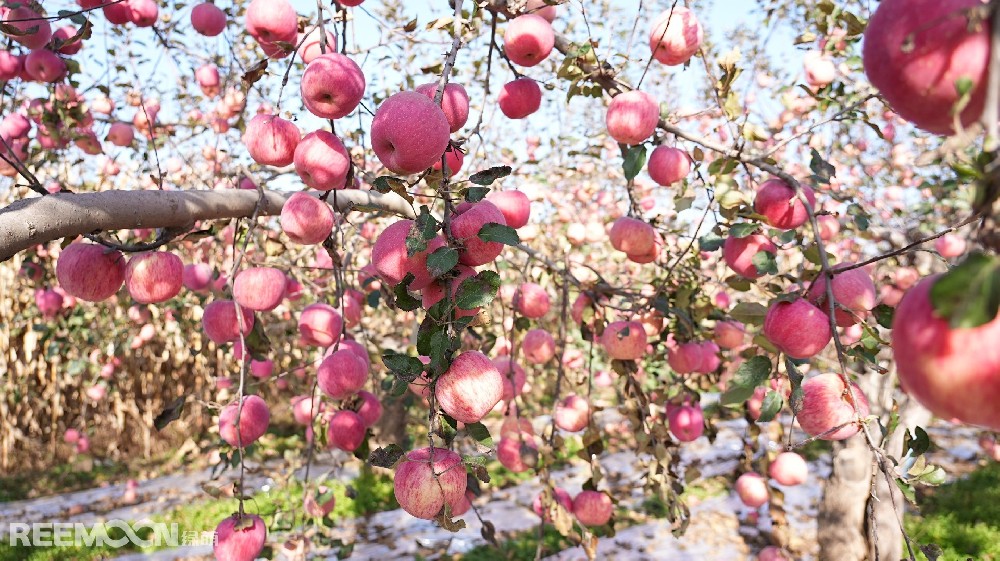 目前，電商直播已成為水果銷售的重要方式，通過將商家和消費者直接連接起來，面對面交流，提供實時的水果展示和購物體驗分享，直觀的展示水果的采摘包裝場景，迅速建立起消費者的信任。作為以電商銷售渠道為主的水果企業(yè)，自然搭檔在自媒體孵化上大量布局，旗下?lián)碛小咀匀淮顧n】【自然搭檔－尋味秦川】兩個百萬粉絲級賬號。