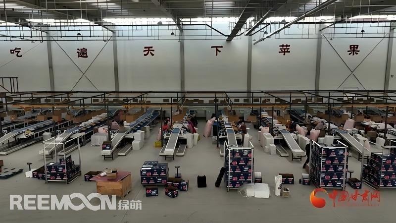 “這個(gè)綠萌‘呵福式’智能四通道一體自動(dòng)化分揀包裝生產(chǎn)線剛安裝上就投入使用，高效便捷。幫我們完成對(duì)尼泊爾出口的300噸蘋果分揀包裝。”靜寧蘋果產(chǎn)地冷鏈物流園運(yùn)營(yíng)團(tuán)隊(duì)負(fù)責(zé)人孫杰錕在剛剛建成投入使用的分選車間邊忙向記者解說。“目前就分揀車間創(chuàng)造就業(yè)崗位三百多個(gè)，其中包裝工約300人、檢果工50人、裝卸工20人，為周