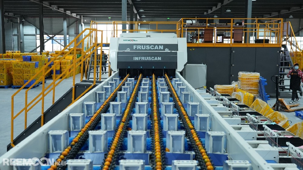 近年來，融安金桔產(chǎn)業(yè)一路高歌猛進(jìn)。根據(jù)廣西農(nóng)業(yè)農(nóng)村廳數(shù)據(jù)顯示，2024年融安金桔種植面積達(dá)到22.6萬畝，總產(chǎn)量預(yù)計(jì)達(dá)26.2萬噸，產(chǎn)值36億元，全產(chǎn)業(yè)鏈產(chǎn)值逼近100億元。在這股融安金桔的風(fēng)口上，唯有抓住機(jī)遇，果斷出擊，方可搶占先機(jī)。作為打造了“大桔已定”這一知名品牌的廣西融安螞蟻農(nóng)業(yè)發(fā)展有限公司（以下簡(jiǎn)稱“螞蟻農(nóng)