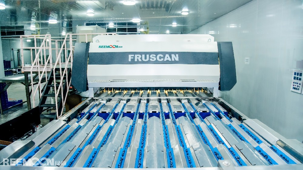 “全球藍莓需求持續增長，綠萌“AI分選”助力企業靈活響應市場變化！