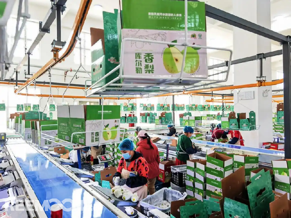 每個香梨都被放在專屬的小托盤里，從傳送帶上“走”到電腦稱重的“過道”里，被分為180克以上、160克至180克、140克至160克、120克至140克、100克至120克等各個規(guī)格，分為不同級別后，一個個香梨“躺”著被電腦指令輸送到不同的級別通道中，順著傳送帶就送到了包裝工人的手邊，他們再一個個套上保鮮紙和發(fā)泡網(wǎng)，頭頂上傳送的